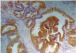 PSA Antibody in Immunohistochemistry (Paraffin) (IHC (P))