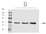 PSA Antibody in Western Blot (WB)