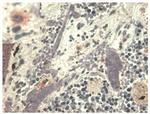 HLA-G Antibody in Immunohistochemistry (Paraffin) (IHC (P))