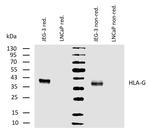 HLA-G Antibody in Western Blot (WB)