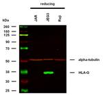 HLA-G Antibody in Western Blot (WB)