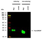 HLA-DR/DP Antibody in Western Blot (WB)