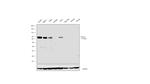 CD105 Antibody in Western Blot (WB)