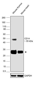 CD14 Antibody