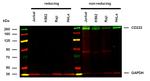 IGF2R Antibody in Western Blot (WB)