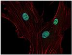 p21 Antibody in Immunocytochemistry (ICC/IF)