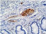 p21 Antibody in Immunohistochemistry (Paraffin) (IHC (P))