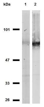 CD44 Antibody in Western Blot (WB)