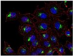 CD63 Antibody in Immunocytochemistry (ICC/IF)