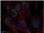 CD63 Antibody in Immunocytochemistry (ICC/IF)