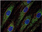 CD63 Antibody in Immunocytochemistry (ICC/IF)