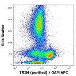 TRIM Antibody in Flow Cytometry (Flow)