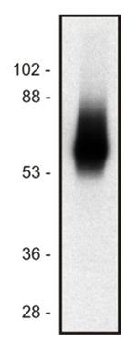 TRIM Antibody in Western Blot (WB)