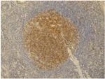 PAG1 Antibody in Immunohistochemistry (Paraffin) (IHC (P))