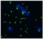 CD41/CD61 Antibody in Immunocytochemistry (ICC/IF)