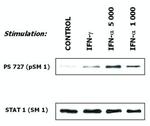 STAT1 Antibody in Western Blot (WB)