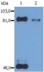 Phospho-STAT1 (Ser727) Antibody in Western Blot (WB)