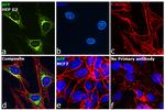 AFP Antibody in Immunocytochemistry (ICC/IF)