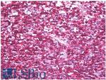 CD45RB Antibody in Immunohistochemistry (Paraffin) (IHC (P))