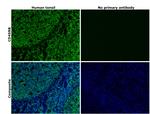 CD45RB Antibody in Immunohistochemistry (Paraffin) (IHC (P))