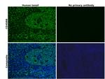 CD45RB Antibody in Immunohistochemistry (Paraffin) (IHC (P))