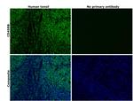 CD45RB Antibody in Immunohistochemistry (Paraffin) (IHC (P))