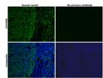 CD45RB Antibody in Immunohistochemistry (Paraffin) (IHC (P))