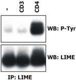 LIME Antibody in Immunoprecipitation (IP)