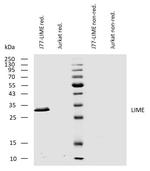 LIME Antibody in Western Blot (WB)