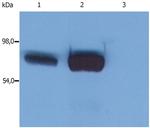 SLP76 Antibody in Western Blot (WB)