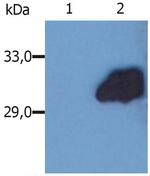 SOCS3 Antibody in Western Blot (WB)