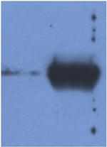 Bovine Ig (Light chain) Secondary Antibody in Western Blot (WB)