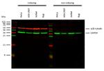 alpha/beta Tubulin Antibody in Western Blot (WB)