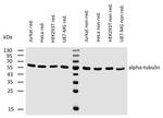 alpha Tubulin Antibody in Western Blot (WB)