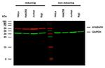 alpha Tubulin Antibody in Western Blot (WB)