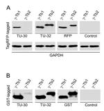 gamma Tubulin Antibody in Western Blot (WB)