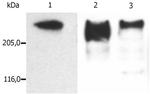 MAP2 Antibody in Western Blot (WB)