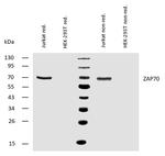 Zap-70 Antibody in Western Blot (WB)