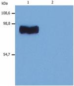 STIM1 Antibody in Western Blot (WB)