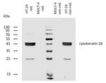 Cytokeratin 18 Antibody in Western Blot (WB)