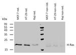 H-Ras Antibody in Western Blot (WB)