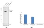 alpha Catenin Antibody in Western Blot (WB)