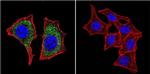 beta Catenin Antibody in Immunocytochemistry (ICC/IF)