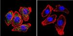 beta Catenin Antibody in Immunocytochemistry (ICC/IF)