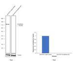 N-cadherin Antibody