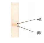 S100 Antibody in Western Blot (WB)