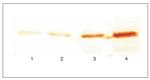 Cardiac Troponin I Antibody in Western Blot (WB)