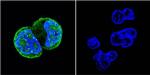 Phospho-ATM (Ser1981) Antibody in Immunocytochemistry (ICC/IF)