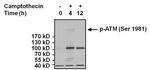 Phospho-ATM (Ser1981) Antibody in Western Blot (WB)