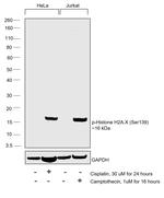 Phospho-Histone H2A.X (Ser139) Antibody in Western Blot (WB)